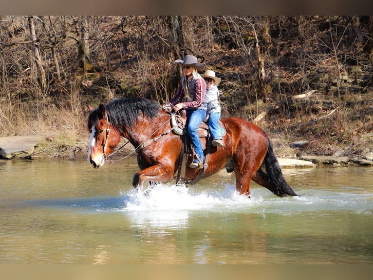 Draft Horse Castrone 10 Anni Baio ciliegia in Hillsboro KY