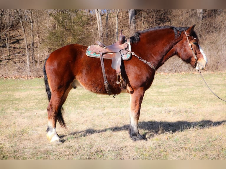 Draft Horse Castrone 10 Anni Baio ciliegia in Hillsboro KY