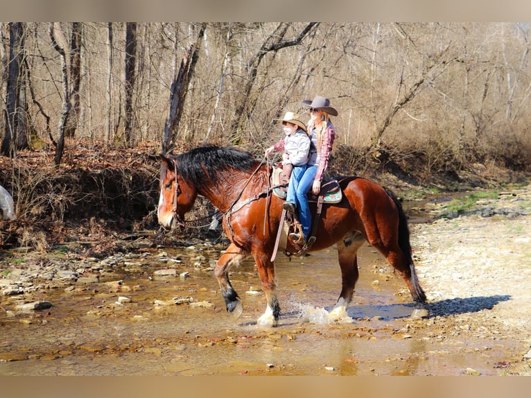 Draft Horse Castrone 10 Anni Baio ciliegia in Hillsboro KY