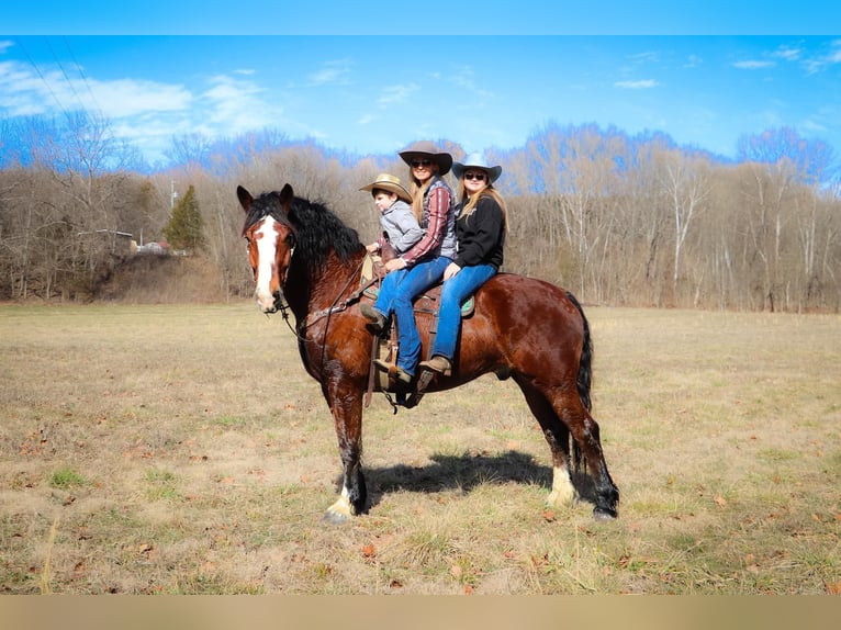 Draft Horse Castrone 10 Anni Baio ciliegia in Hillsboro KY