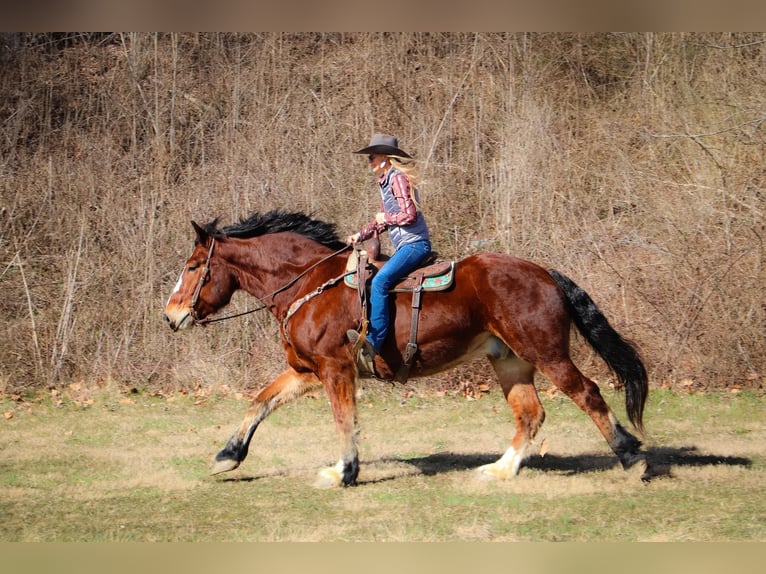 Draft Horse Castrone 10 Anni Baio ciliegia in Hillsboro KY