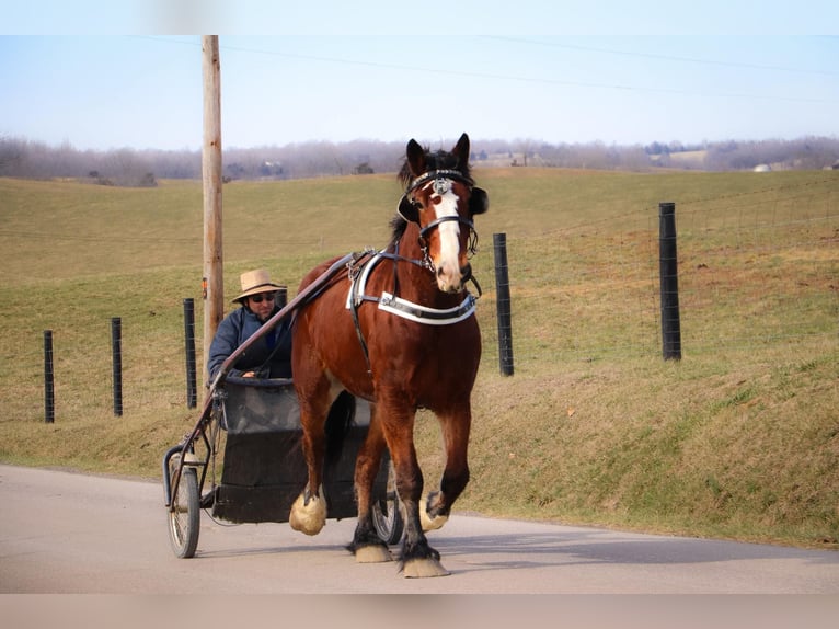 Draft Horse Castrone 10 Anni Baio ciliegia in Hillsboro KY