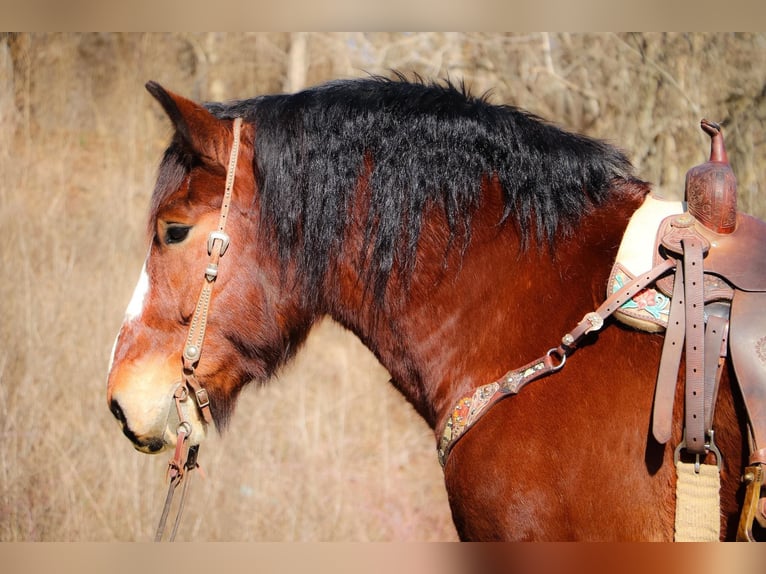 Draft Horse Castrone 10 Anni Baio ciliegia in Hillsboro KY