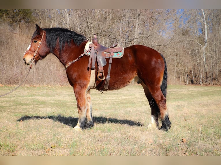 Draft Horse Castrone 10 Anni Baio ciliegia in Hillsboro KY