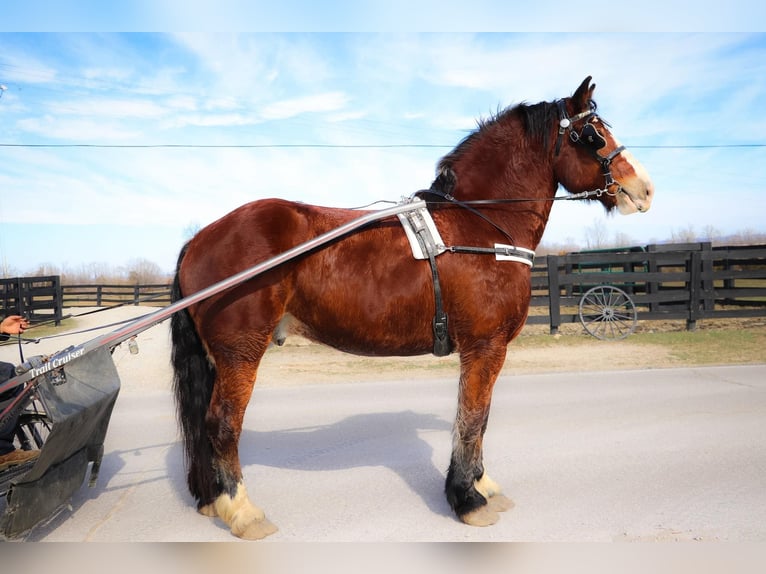 Draft Horse Castrone 10 Anni Baio ciliegia in Hillsboro KY