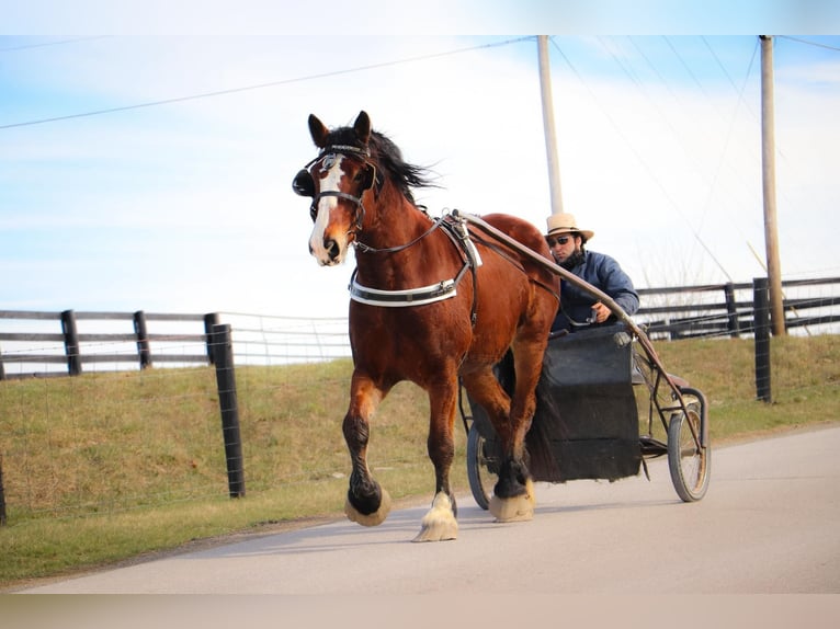 Draft Horse Castrone 10 Anni Baio ciliegia in Hillsboro KY