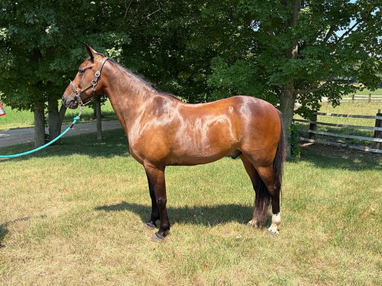 Draft Horse Castrone 10 Anni Baio ciliegia in Allegan