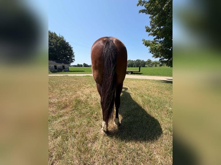 Draft Horse Castrone 10 Anni Baio ciliegia in Allegan