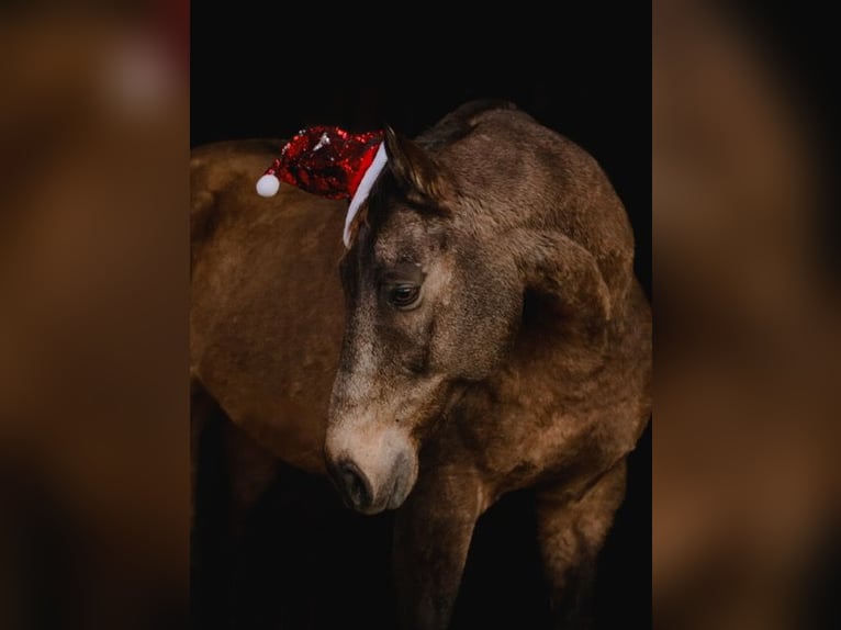 Draft Horse Mix Castrone 10 Anni Pelle di daino in New Holland