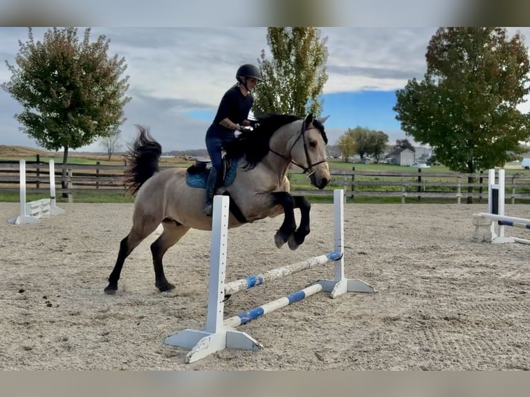 Draft Horse Castrone 10 Anni Pelle di daino in Gap