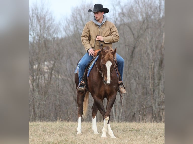 Draft Horse Castrone 10 Anni Sauro scuro in Brodhead KY