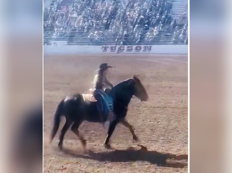 Draft Horse Castrone 11 Anni 130 cm Baio ciliegia in Marana, AZ