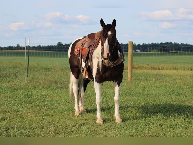 Draft Horse Mix Castrone 11 Anni 155 cm in Sonora, KY