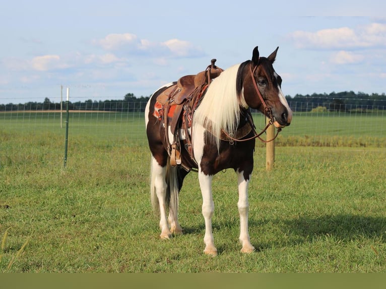 Draft Horse Mix Castrone 11 Anni 155 cm in Sonora, KY