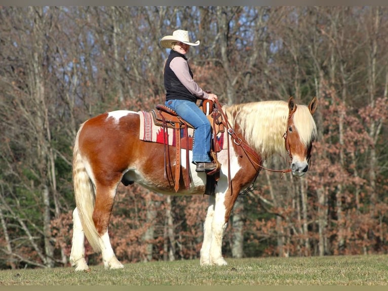 Draft Horse Mix Castrone 11 Anni 155 cm Pezzato in Clarion