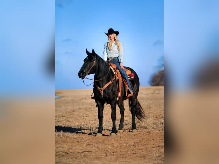 Draft Horse Mix Castrone 11 Anni 157 cm Roano blu in Amarillo