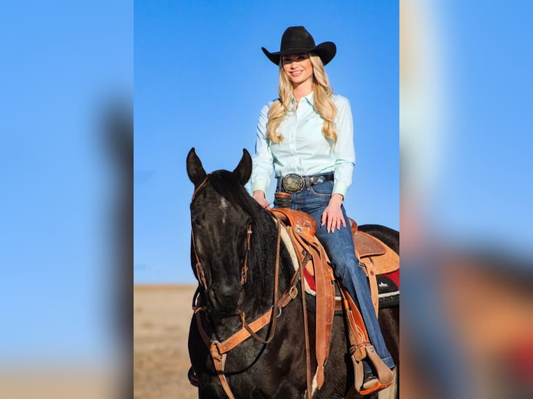 Draft Horse Mix Castrone 11 Anni 157 cm Roano blu in Amarillo