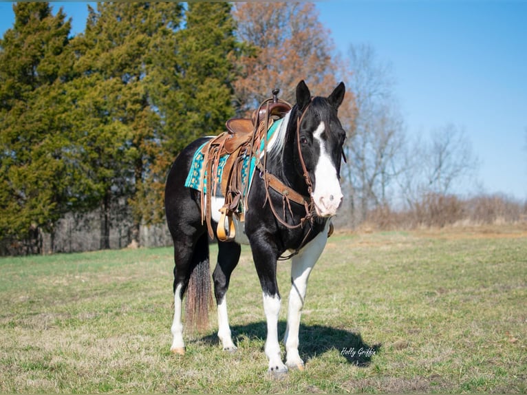 Draft Horse Castrone 11 Anni 157 cm Tobiano-tutti i colori in Greensburg KY