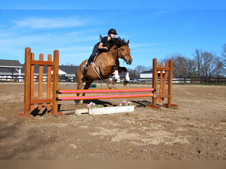 Draft Horse Castrone 11 Anni 160 cm Falbo in Highland MI