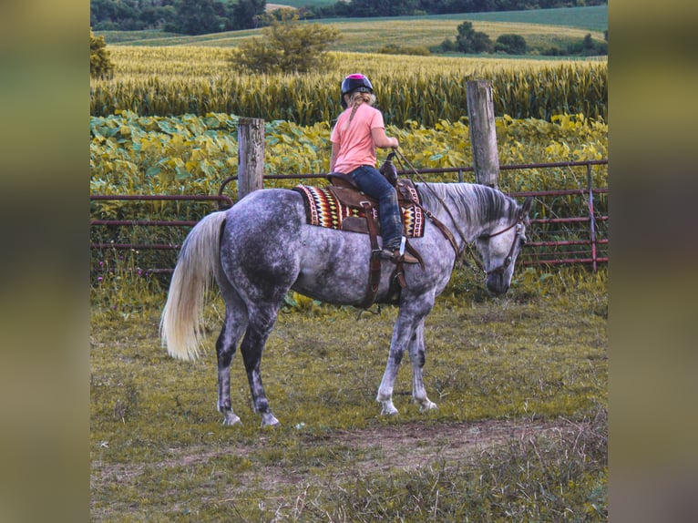 Draft Horse Castrone 11 Anni 160 cm Grigio pezzato in Charlotte IA