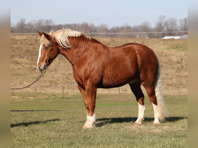 Draft Horse Castrone 11 Anni 160 cm Sauro ciliegia in Parkers Lake, KY