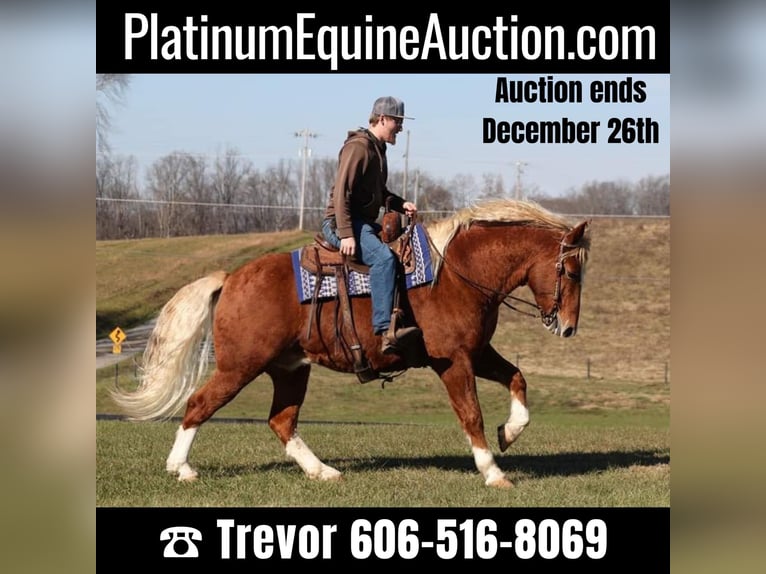 Draft Horse Castrone 11 Anni 160 cm Sauro ciliegia in Parkers Lake, KY