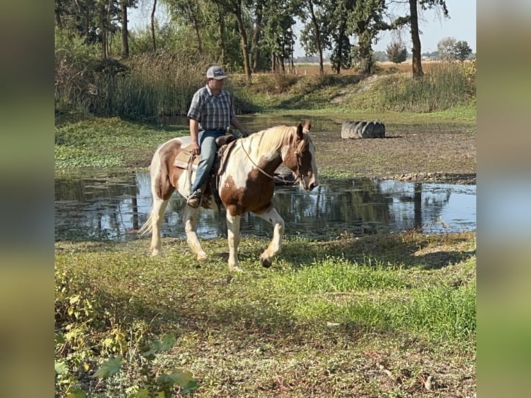 Draft Horse Castrone 11 Anni 160 cm Tobiano-tutti i colori in Lincoln CA