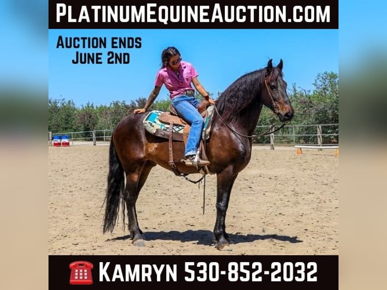 Draft Horse Castrone 11 Anni 163 cm Baio ciliegia in Pleasant Grove MO