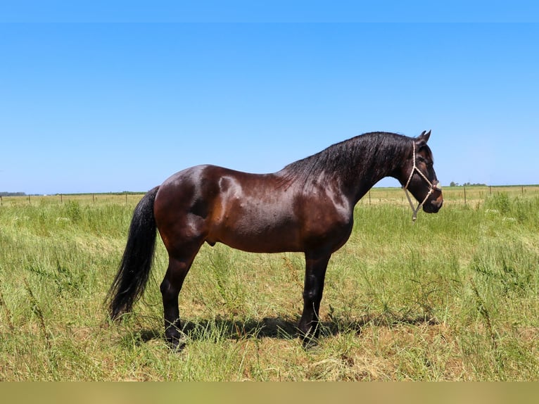 Draft Horse Castrone 11 Anni 163 cm Baio ciliegia in Pleasant Grove MO