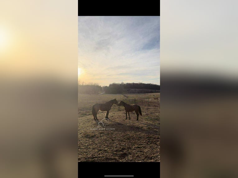 Draft Horse Castrone 11 Anni 163 cm Baio ciliegia in Republic, MO