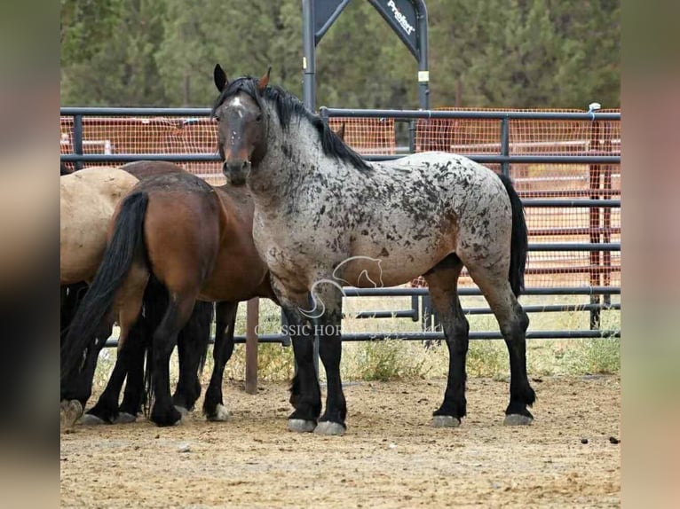 Draft Horse Castrone 11 Anni 163 cm Baio ciliegia in Republic, MO