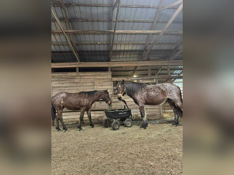 Draft Horse Castrone 11 Anni 163 cm Baio ciliegia in Republic, MO