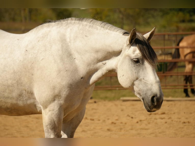Draft Horse Mix Castrone 11 Anni 163 cm Grigio in Fresno