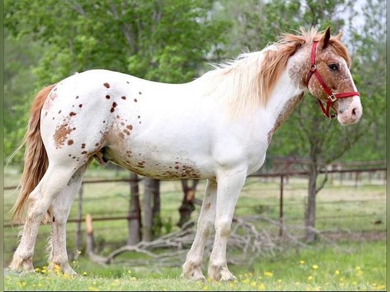 Draft Horse Mix Castrone 11 Anni 163 cm in Athens, TX