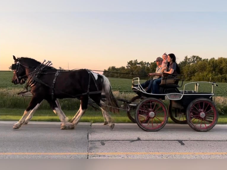 Draft Horse Castrone 11 Anni 163 cm Tobiano-tutti i colori in Zearing IA