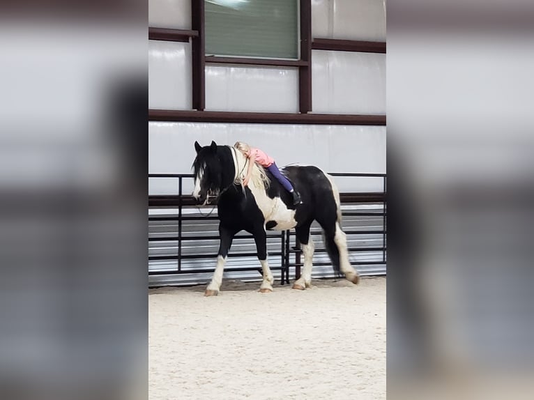 Draft Horse Mix Castrone 11 Anni 170 cm Tobiano-tutti i colori in Powell, WY