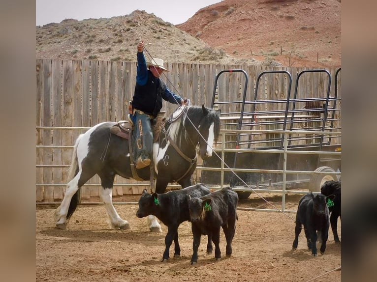 Draft Horse Mix Castrone 11 Anni 170 cm Tobiano-tutti i colori in Powell, WY