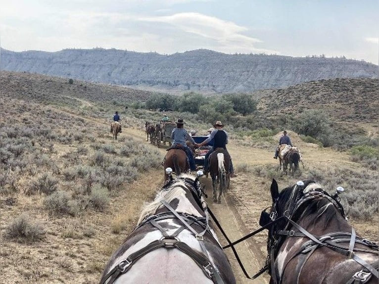 Draft Horse Mix Castrone 11 Anni 170 cm Tobiano-tutti i colori in Powell, WY