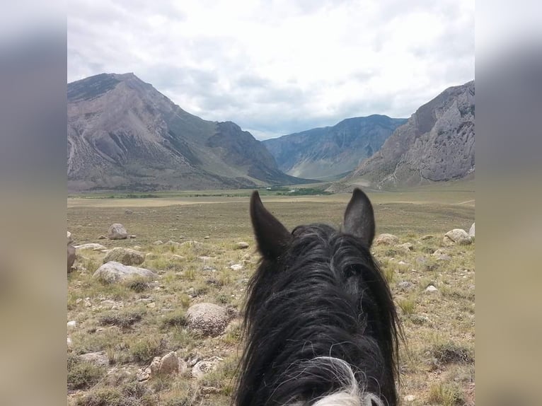 Draft Horse Mix Castrone 11 Anni 170 cm Tobiano-tutti i colori in Powell, WY