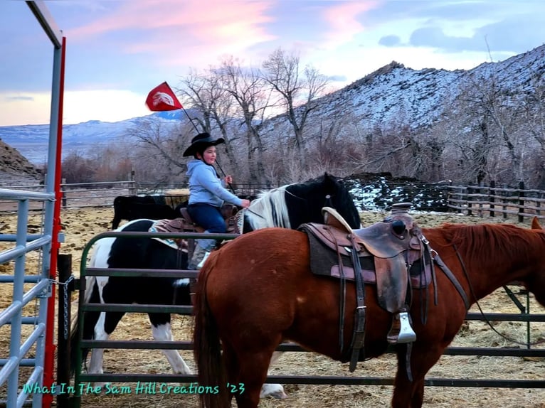 Draft Horse Mix Castrone 11 Anni 170 cm Tobiano-tutti i colori in Powell, WY