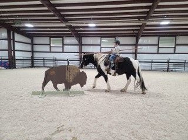 Draft Horse Mix Castrone 11 Anni 170 cm Tobiano-tutti i colori in Powell, WY