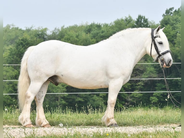 Draft Horse Castrone 11 Anni Bianco in Strasburg, OH