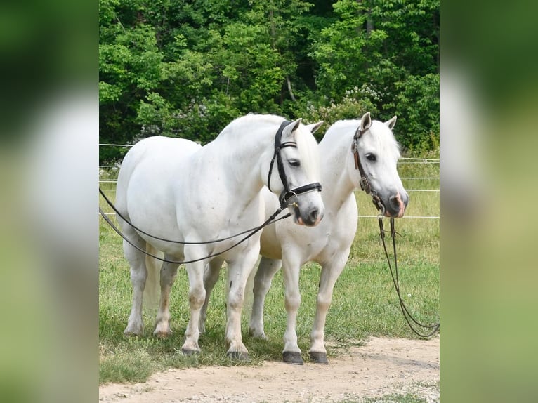 Draft Horse Castrone 11 Anni Bianco in Strasburg, OH