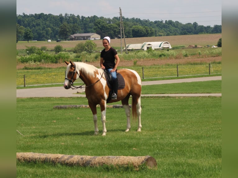 Draft Horse Castrone 11 Anni Pezzato in Millersburg
