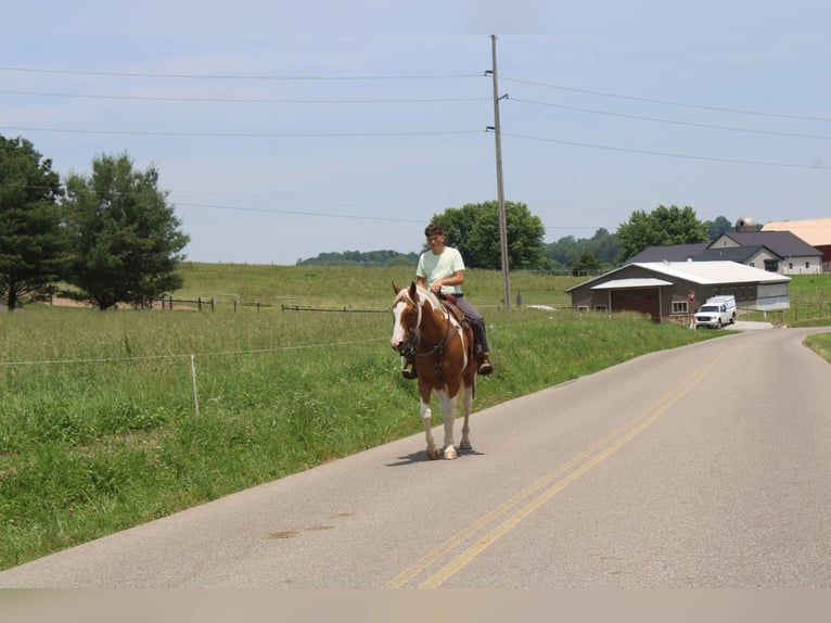 Draft Horse Castrone 11 Anni Pezzato in Millersburg
