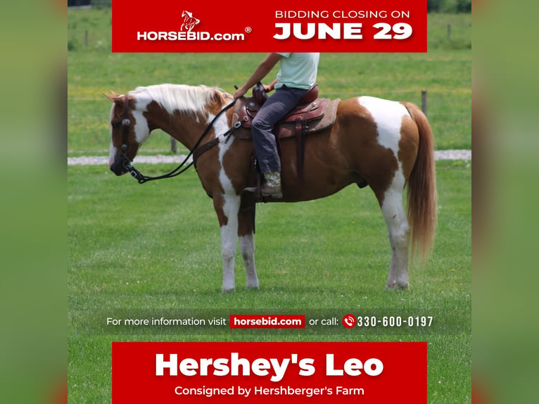 Draft Horse Castrone 11 Anni Pezzato in Millersburg