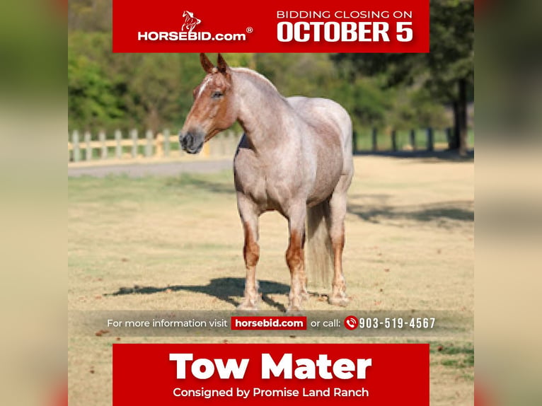 Draft Horse Mix Castrone 11 Anni Roano rosso in Terrell