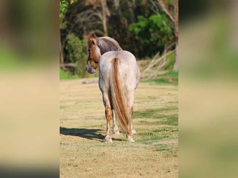 Draft Horse Mix Castrone 11 Anni Roano rosso in Terrell