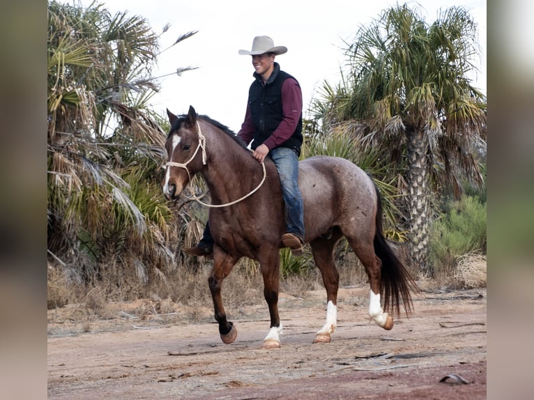 Draft Horse Mix Castrone 12 Anni 150 cm Baio roano in Aguila