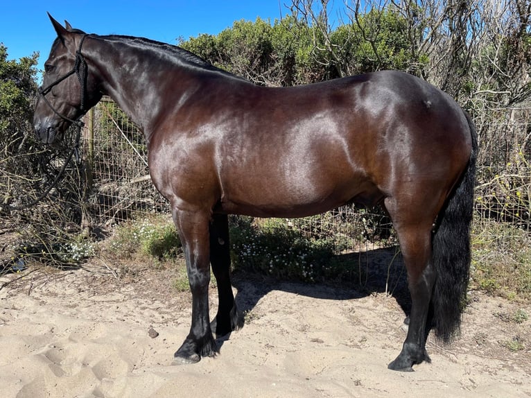 Draft Horse Castrone 12 Anni 152 cm Morello in Bitterwater CA